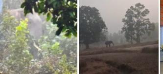 सारंडा में IED विस्फोट से हाथी घायल, इलाज के लिए वन विभाग की कोशिशें लगातार जारी