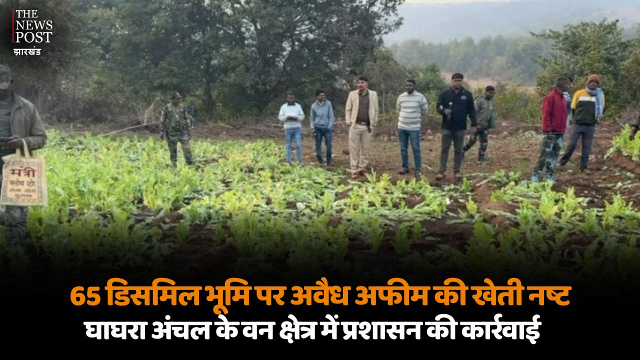 गुमला : 65 डिसमिल भूमि पर अवैध अफीम की खेती नष्ट, घाघरा अंचल के वन क्षेत्र में प्रशासन की कार्रवाई