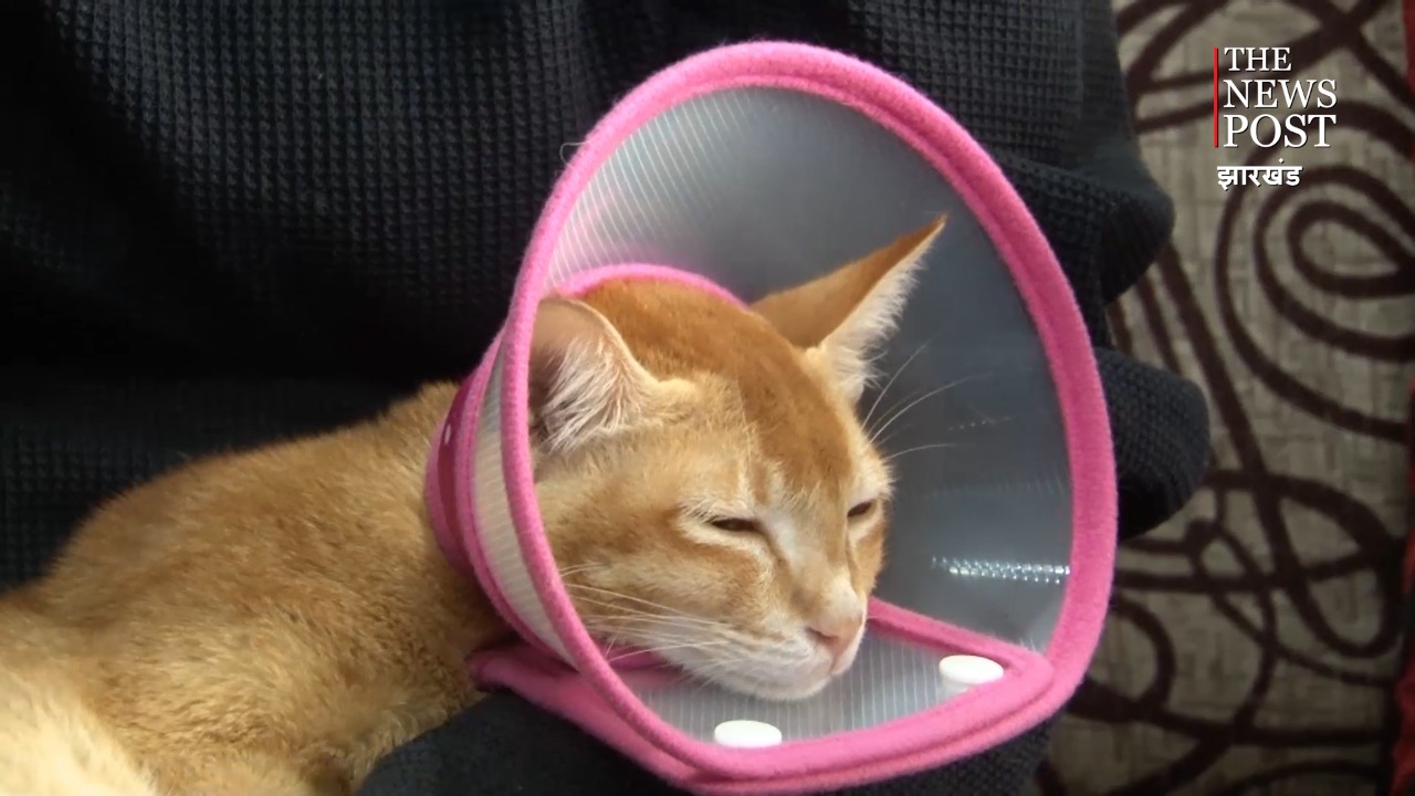 अब बिल्ली को मारने का धनबाद थाने में हुआ दर्ज FIR