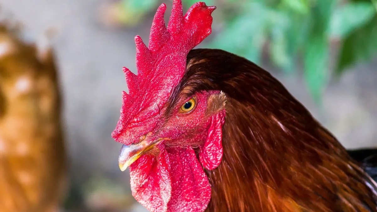 पलामू में मुर्गी की हत्या का मुखिया पर लगा आरोप, केस दर्ज होने के बाद शुरू हुई जांच