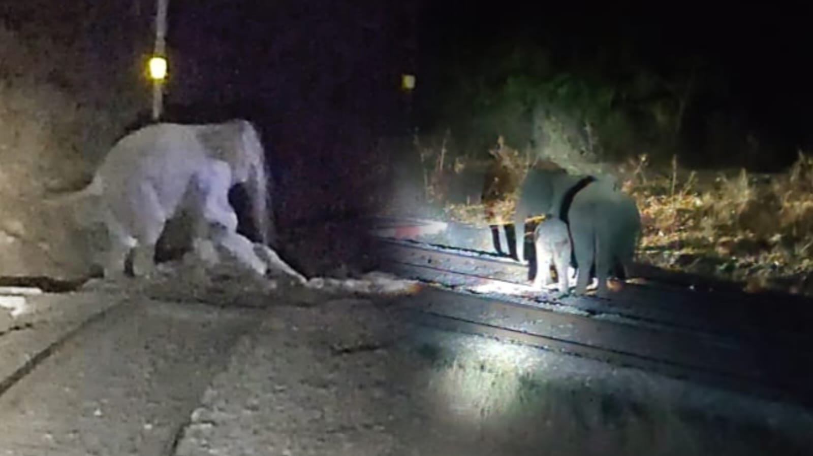 मालगाड़ी की टक्कर से हाथी शावक की मौत, गुस्साए झुंड ने रोकी ट्रेन, कई ट्रेनें घंटों फंसीं