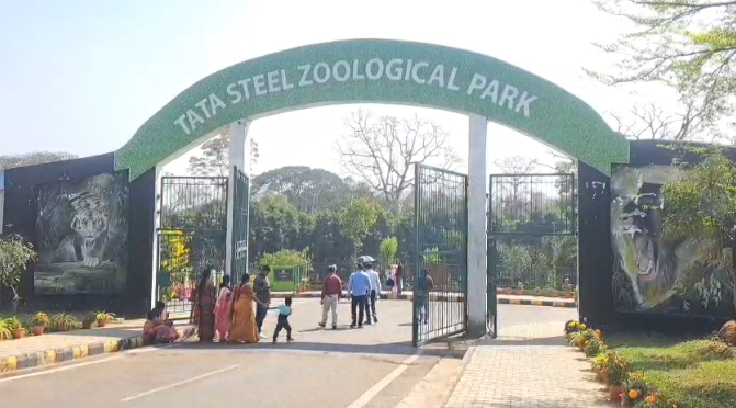 टाटा जू में गूंजेगी अफ्रीकन शेरों की दहाड़, हैदराबाद से लाया गया जोड़ा