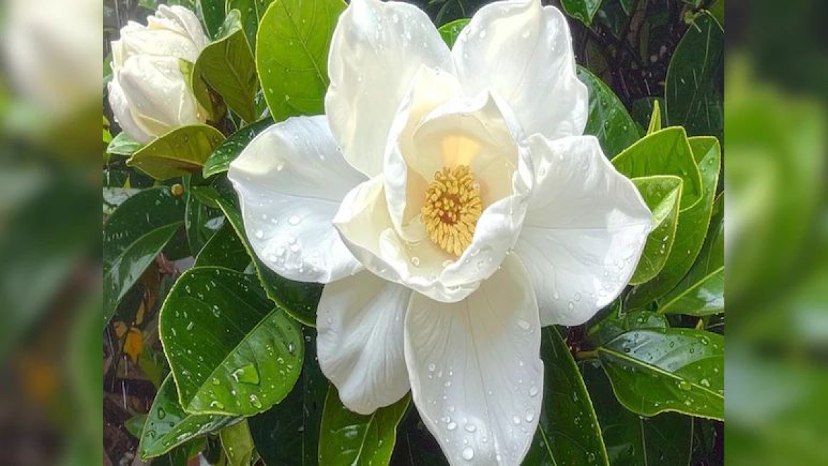 इस सफेद फूल में छुपे हैं कमाल के फ़ायदे, सेहत और स्किन के लिए है वरदान 