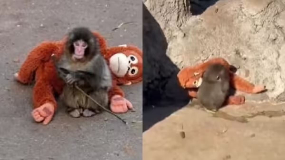 मां ने ठुकराया, खिलौना बना सहारा, जापान के नन्हे ‘पंच’ की कहानी सुनकर आप भी हो जाएंगे भावुक