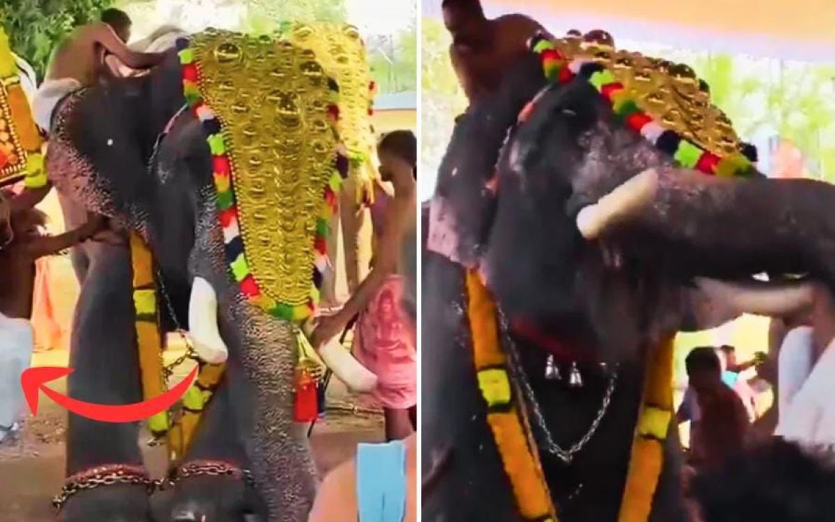 প্রাণিসম্পদমন্ত্রীর