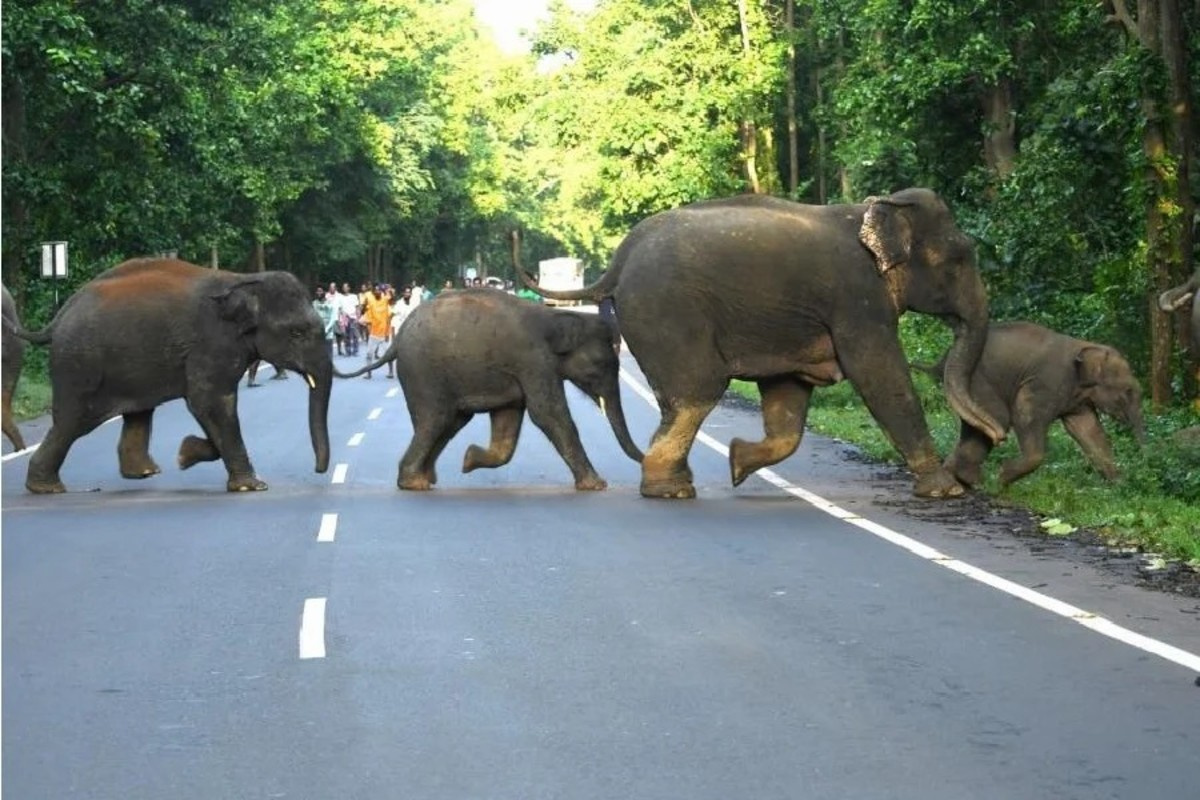 राजधानी में फिर दिखा गजराज, चित्तरकोटा में मचा हड़कंप, घरों में दुबके लोग