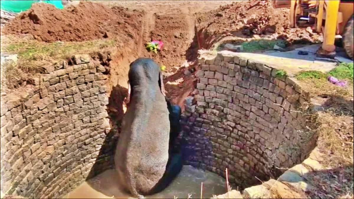 প্রাণিসম্পদমন্ত্রীর