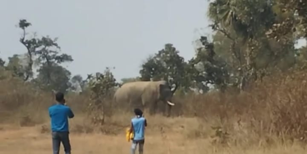 सरायकेला के कुकडू में जंगली हाथियों का आतंक, डर के साये में जी रहे है ग्रामीण