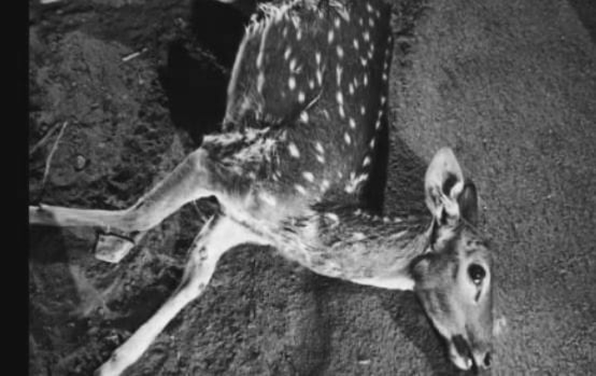 धनबाद के निरसा में रोड किनारे मिला घायल हिरन, तस्करी का शक