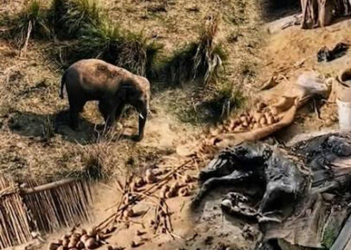 चाईबासा के झींकपानी में गजराज का आतंक, एक ग्रामीण को उतारा मौत के घाट