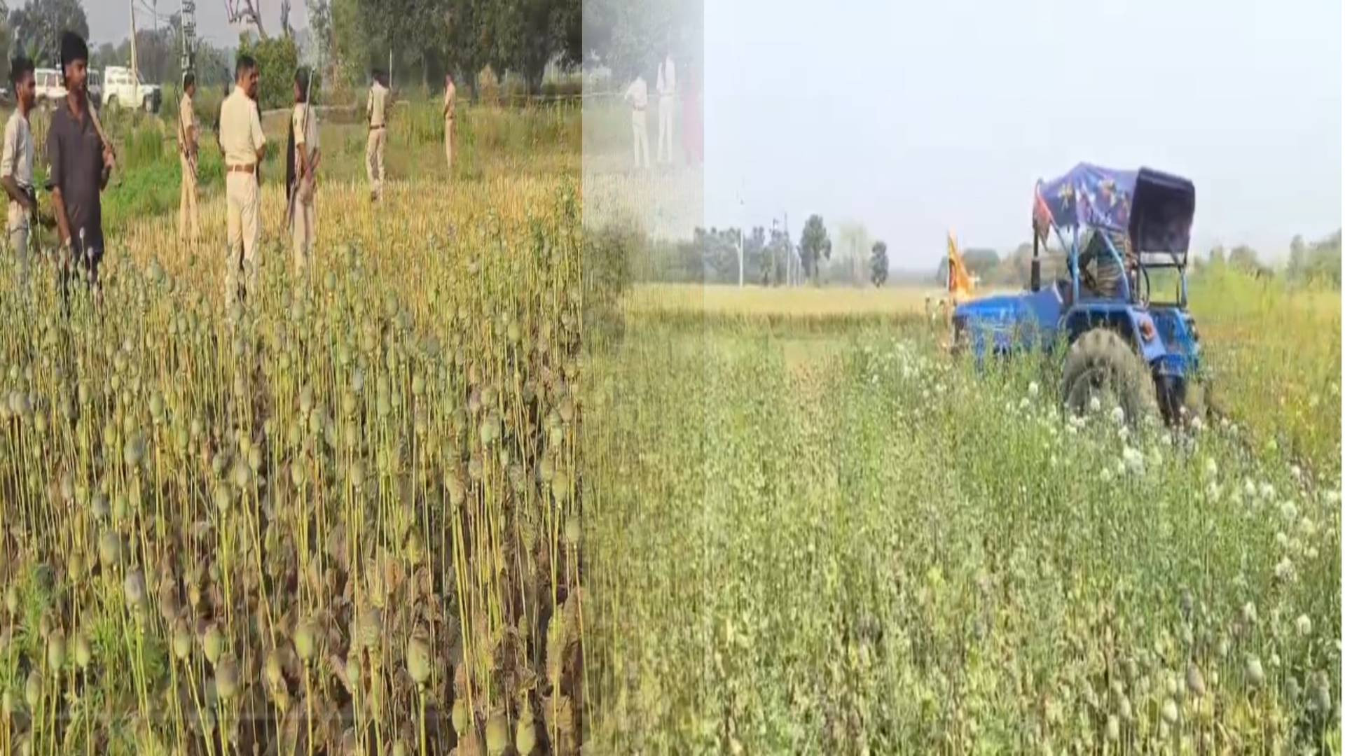 नालंदा में अवैध अफीम की खेती नष्ट, 8 कट्ठा में लगा था फसल, 6 पर केस दर्ज