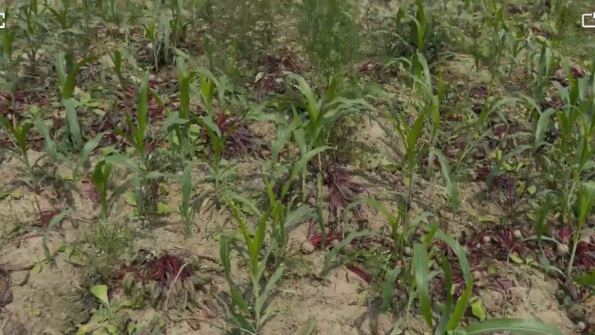 किसानों की टूटी कमर, बाढ़ के मंडी में औने-पौने दाम, खेतों में सड़ रहा चुकंदर