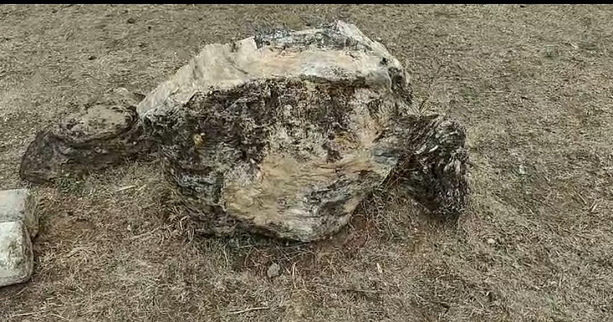 साहिबगंज बना करोड़ों साल पुराने जीवाश्मों का खजाना,कोलकाता से पहुंचे शोधार्थियों ने किया अध्ययन