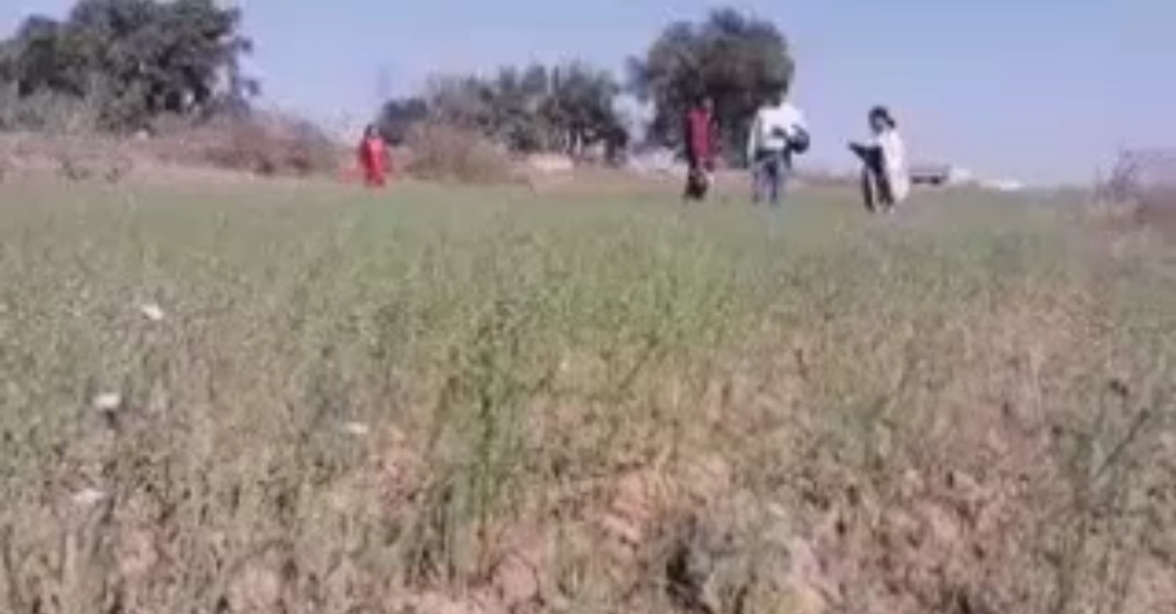 रोजाना डाइट में अलसी करें शामिल, कई रोगों से लड़ने की देता है शक्ति : कृषि वैज्ञानिक