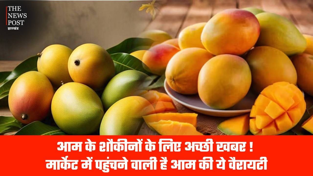आम के शौकीनों के लिए अच्छी खबर! मार्केट में पहुंचने वाली है आम की ये वैरायटी