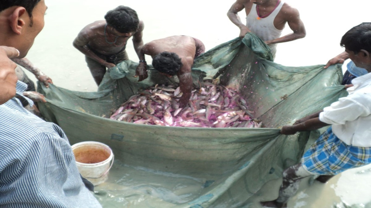 मछली पालकों के लिए बड़ी खबर, उत्पादन बढ़ाने के लिए अपनाएं ये तरीके, दोगुना होगा मुनाफा
