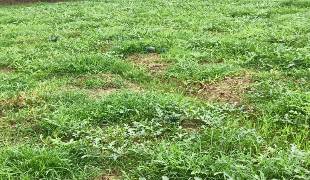 जमशेदपुर में लगातार बारिश और आंधी से किसानों की सब्जी-फसल को पहुंचा नुकसान