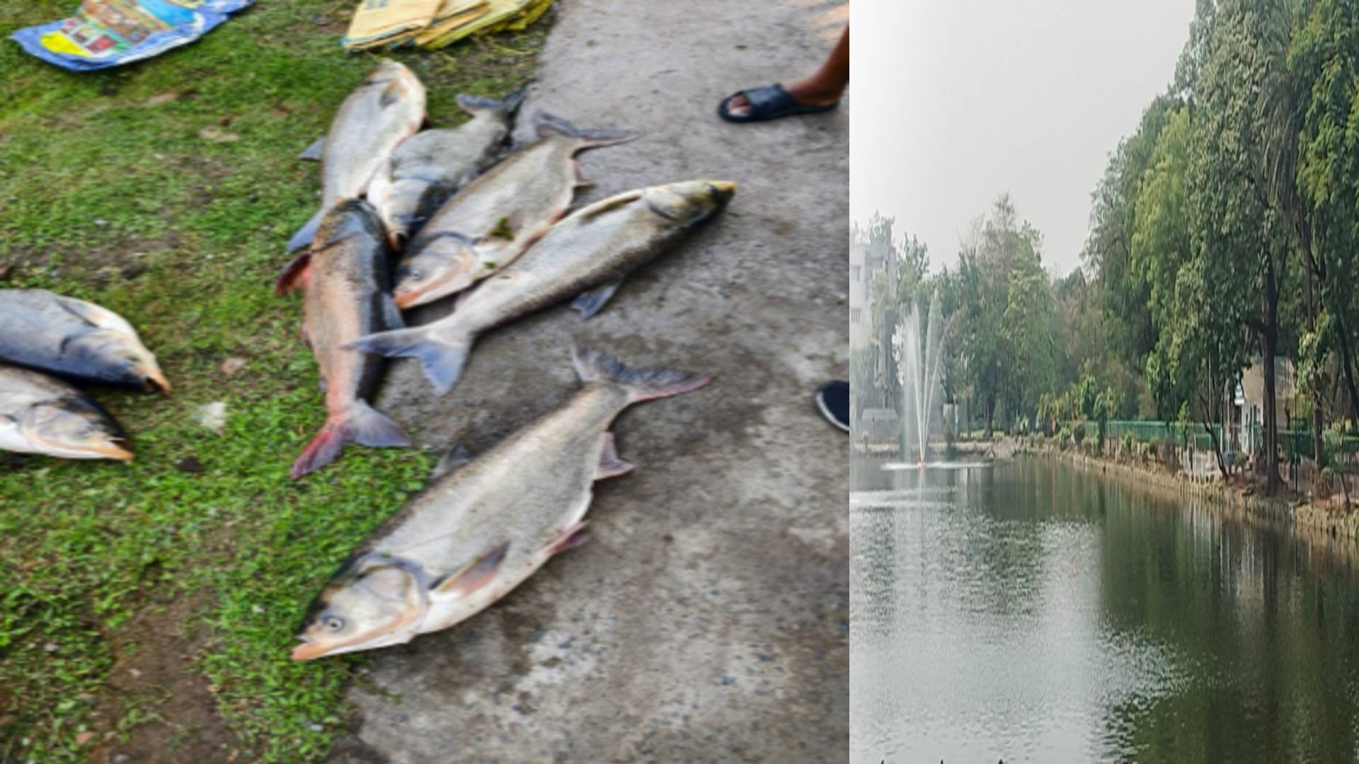 अचानक जमशेदपुर में क्यों मरने लगी मछलियाँ, रहस्यमयी मौत इलाके में हड़कंप