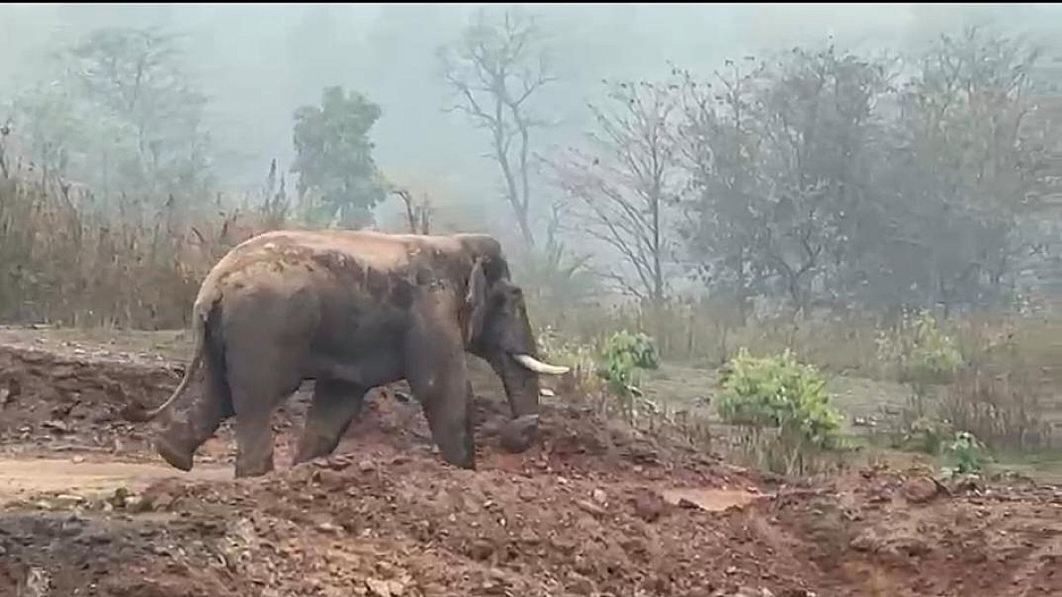 झारखंड में जंगली हाथियों का रास्ता सुरक्षित ! अब गांव में नहीं घुसेंगे गजराज