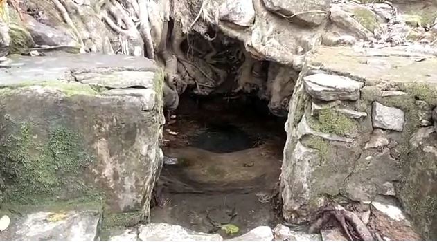 झारखंड में यहां हैं रहस्यमय पेड़, जड़ों से लगातार निकल रहा पानी