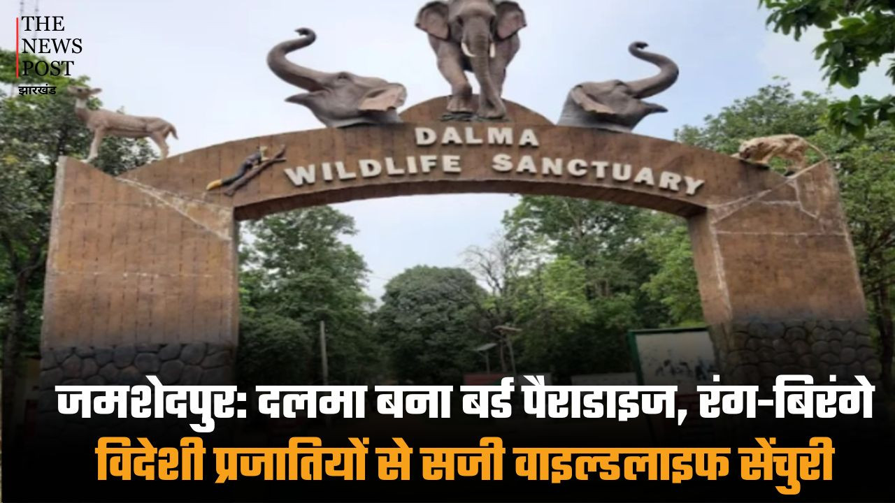 जमशेदपुर: दलमा बना बर्ड पैराडाइज, रंग-बिरंगे विदेशी प्रजातियों से सजी वाइल्डलाइफ सेंचुरी