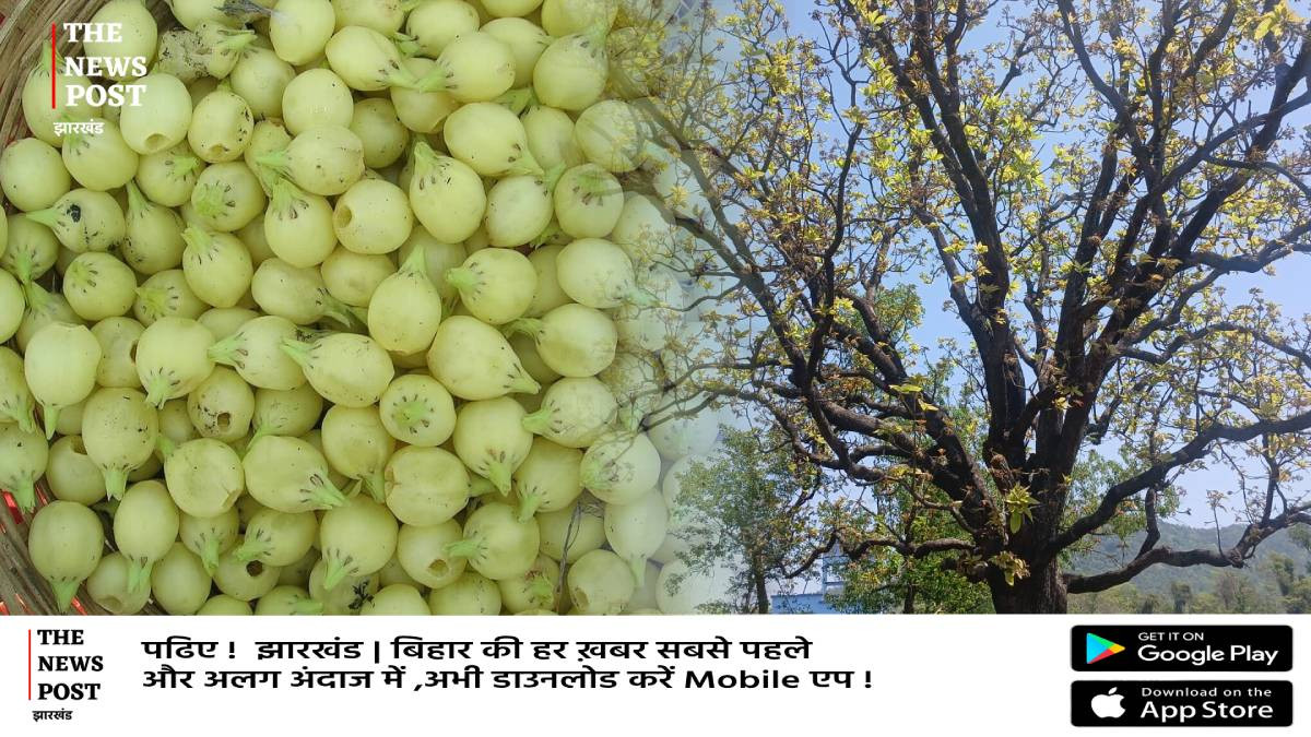 Special Report : जमशेदपुर में बेमौसम बारिश से महुआ को भारी नुकसान, 5 करोड़ की क्षति, हजारों परिवार प्रभावित