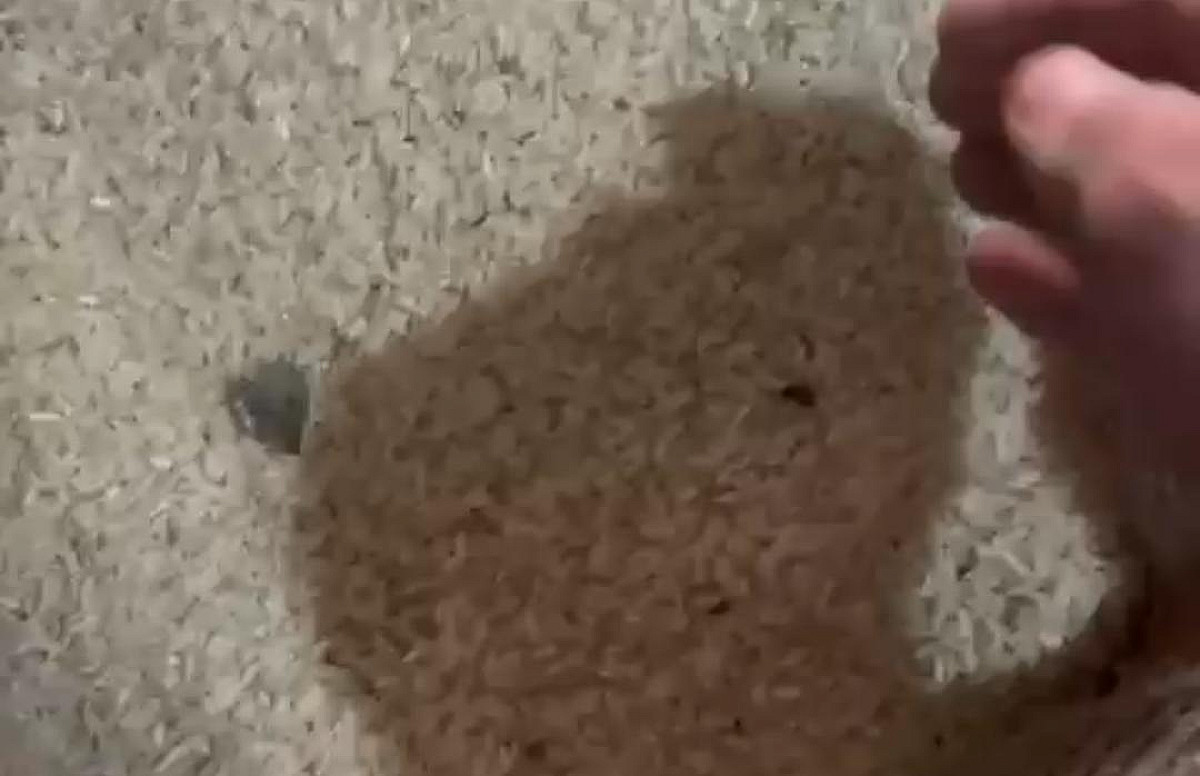 देवघर:राशन कार्ड धारकों को तीन माह से मिल रहा घटिया चावल,दोषी पर कार्रवाई की मांग