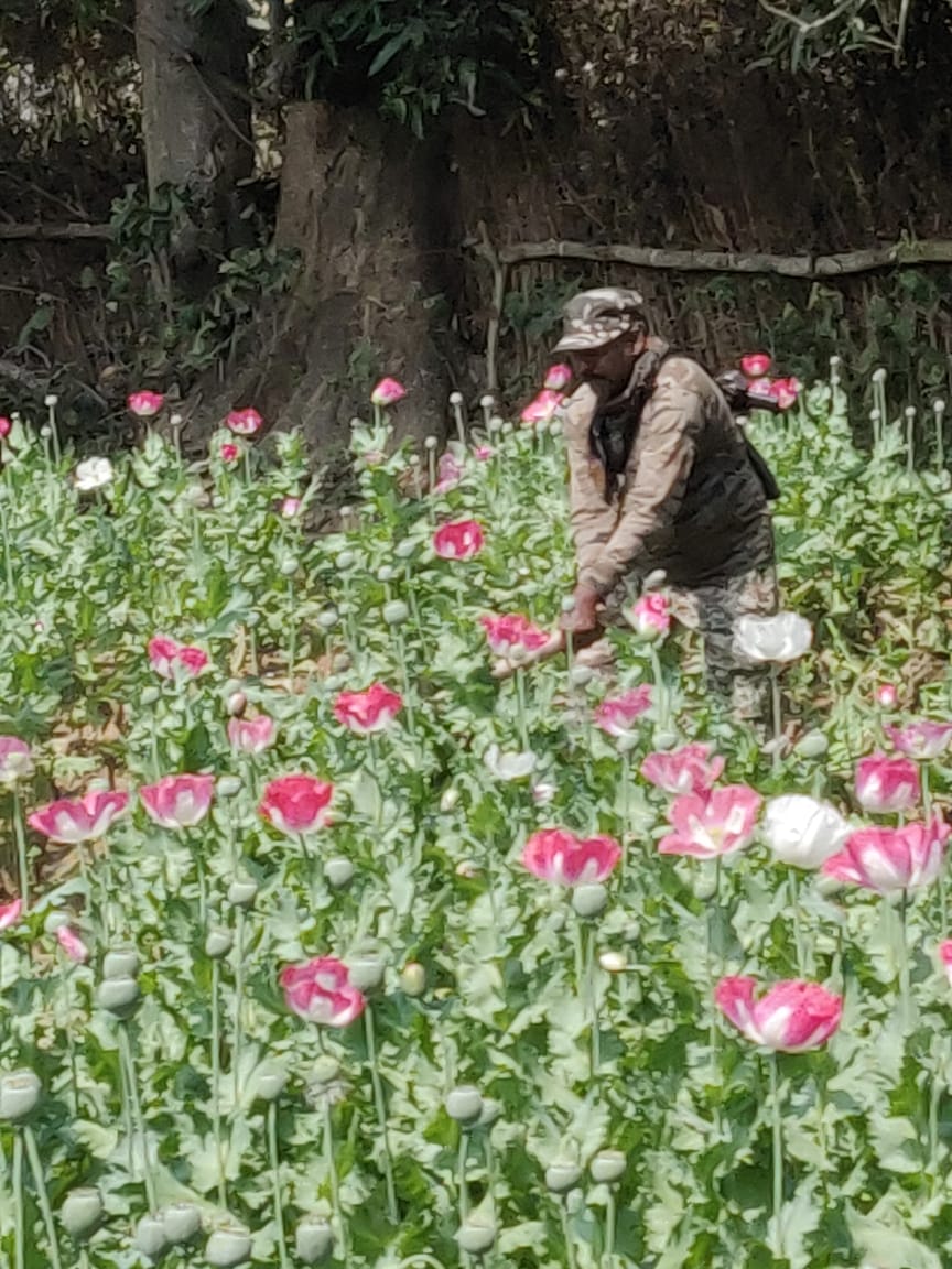 नष्ट की गई 27 डिसमिल जमीन पर लगाई गई अफीम की फसल, 2 किलो तैयार अफीम के साथ एक धराया