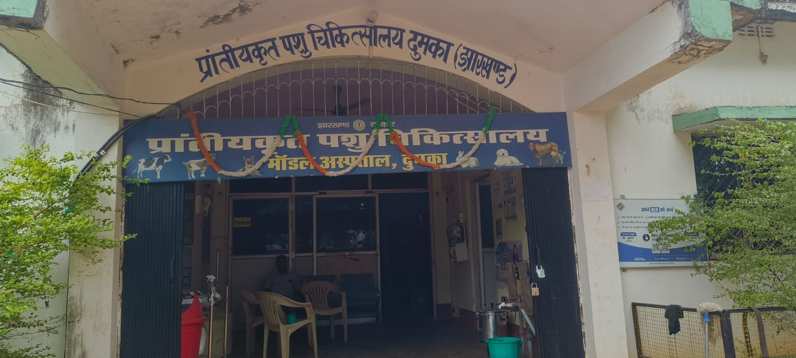 बदलते मौसम के बीच स्ट्रीट डॉग पर संकट, कैनाइन डिस्टेंपर से हो रही मौतें