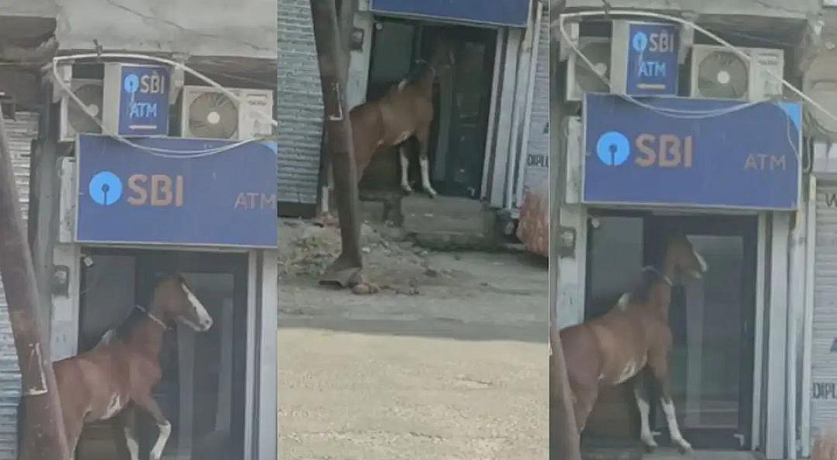 ये कब से ATM जाने लगे भाई!ATM का गेट खोलने के लिए घोड़े ने काटा बवाल,वीडियो देख निकल जाएगी हंसी