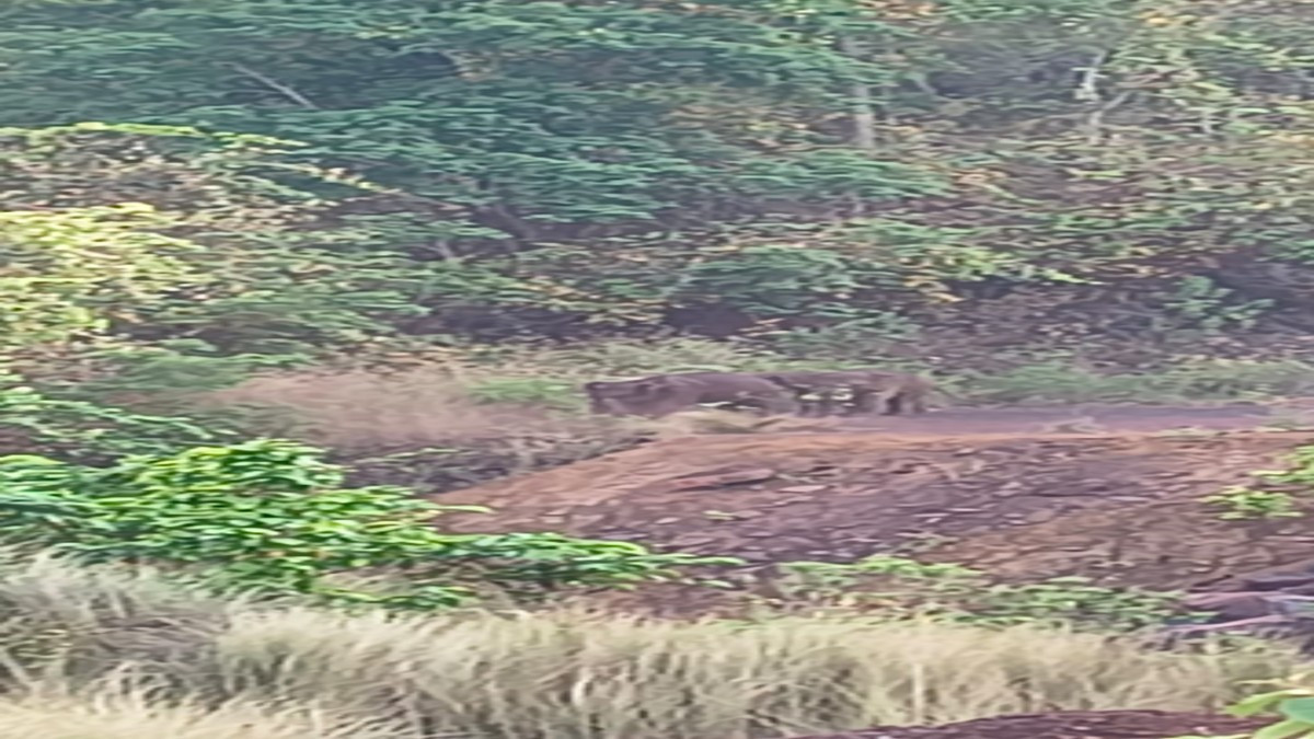 चाईबासा में दिखा जंगली हाथियों का झुड़, ग्रामीणों में डर का माहौल