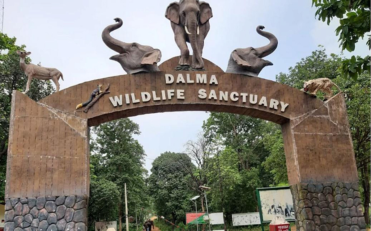 चिलचिलाती गर्मी से राहत चाहिए? तो चले आइए जमशेदपुर के दलमा की ठंडी वादियों में