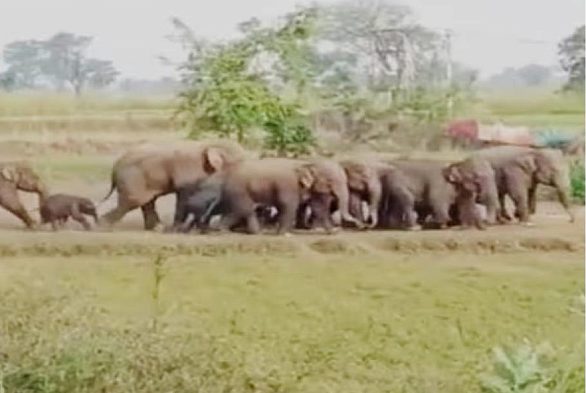 एक तरफ दलमा में हाथियों की वापसी से आई खुशी, लेकिन कोल्हान के 150 गांवों में दहशत में लोग