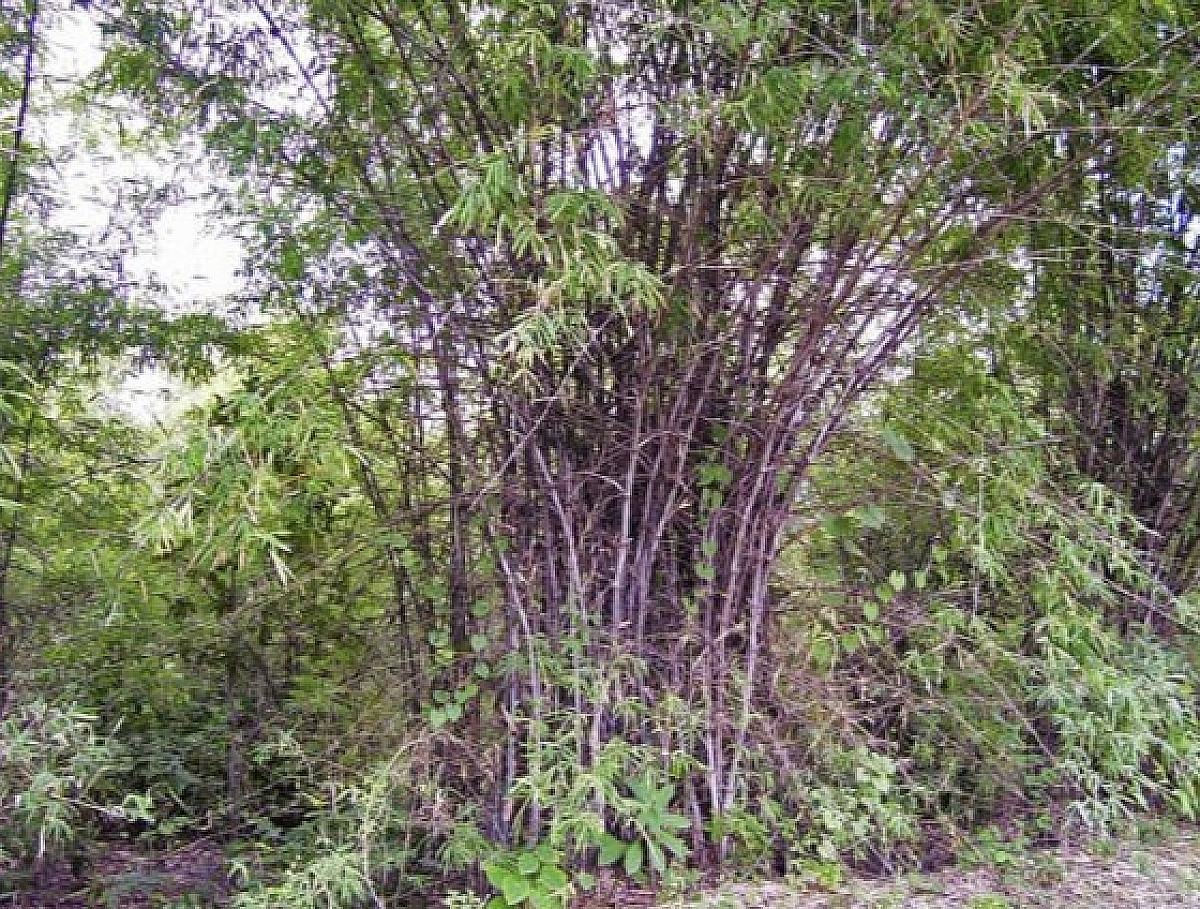 প্রাণিসম্পদমন্ত্রীর