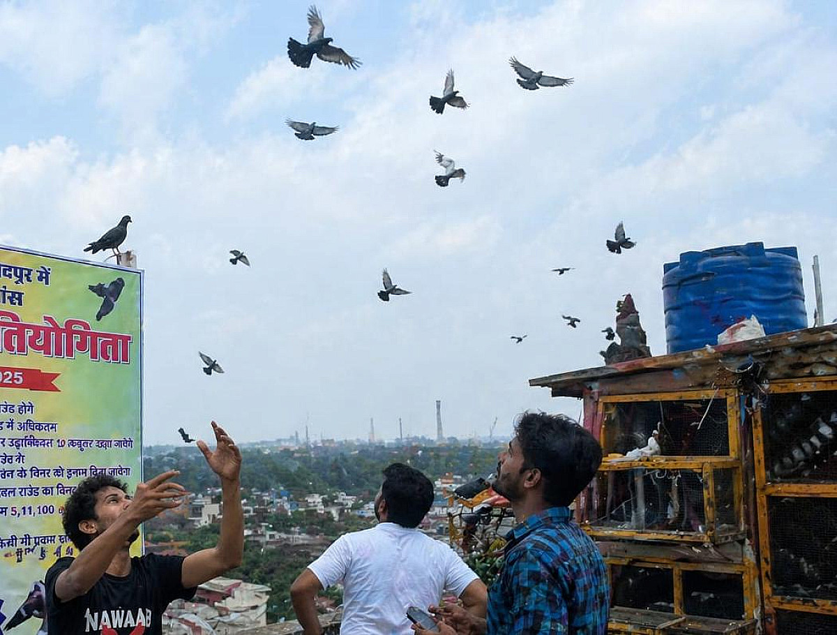 जमशेदपुर में आसमान का रोमांच! कबूतरबाजी में लंबी उड़ान पर 50 हजार तक का इनाम 