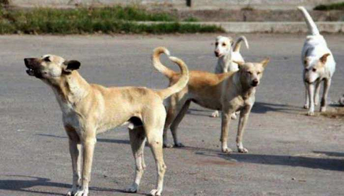 धनबाद में खौफनाक हादसा: आवारा कुत्तों के हमले में 5 साल के मासूम की मौत
