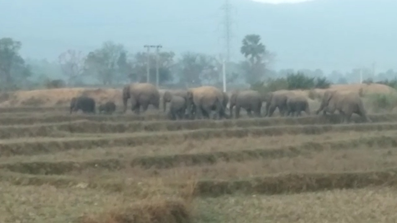 टुंडी में हाथी करें हलकान, इलाके के किसान परेशान