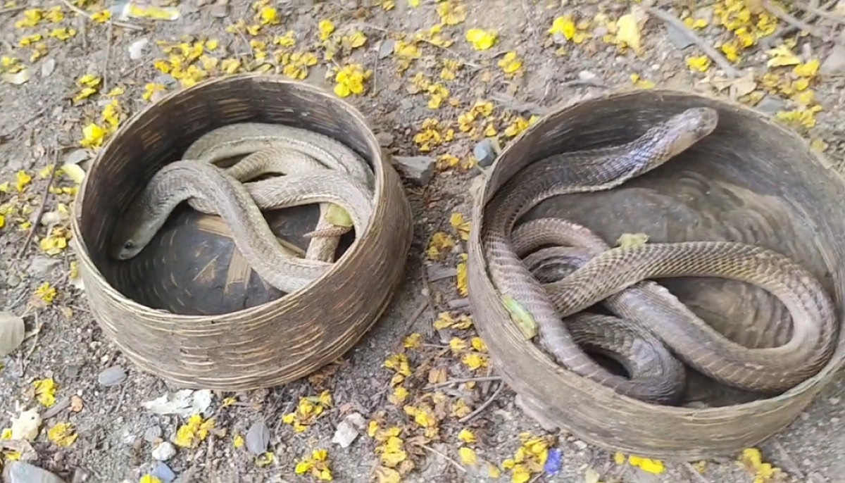 टाटानगर स्टेशन के बाहर खुली टोकरी में मिले दो कोबरा, मची अफरा-तफरी
