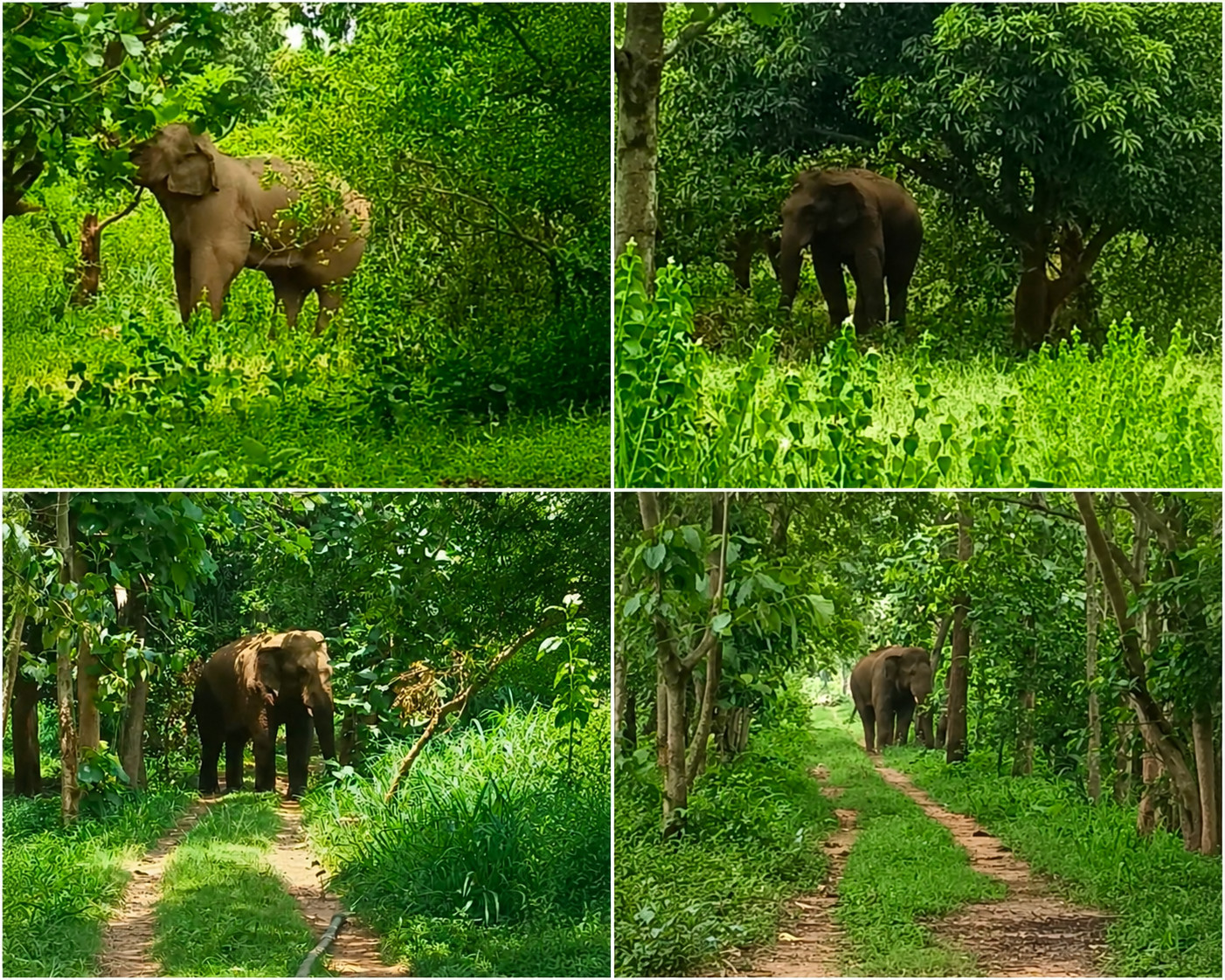 झारखंड की सबसे बड़ी गौशाला आर्थिक संकट में क्यों पहुंची? जानिए पूरी कहानी