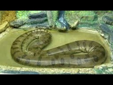 पटना चिड़िया घर प्रबंधन की अनूठी पहल, बाढ में चोटिल 40 विषौले सांपों का कर रही इलाज