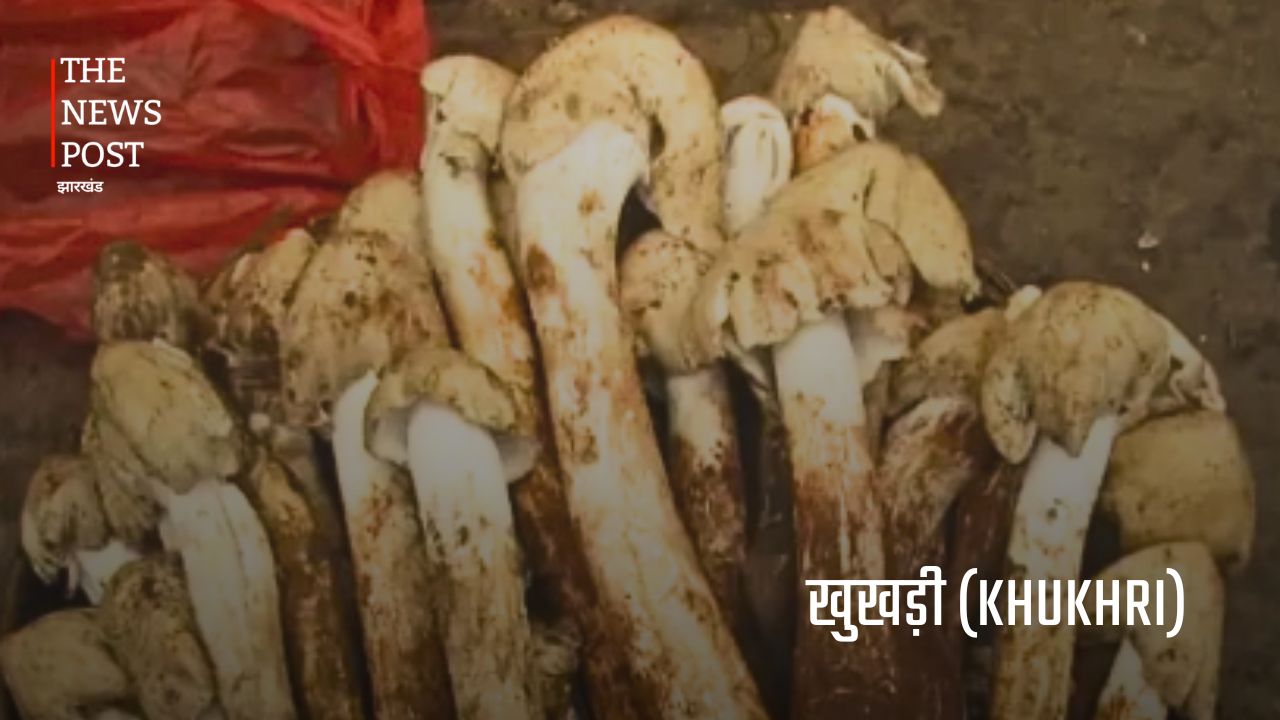 झारखंड की जंगली सब्जियां : जिनकी कीमत मौसम और उपलब्धता के अनुसार सैकड़ों से लेकर हजारों रुपये प्रति किलो तक पहुंच जाती है. - Photo 2