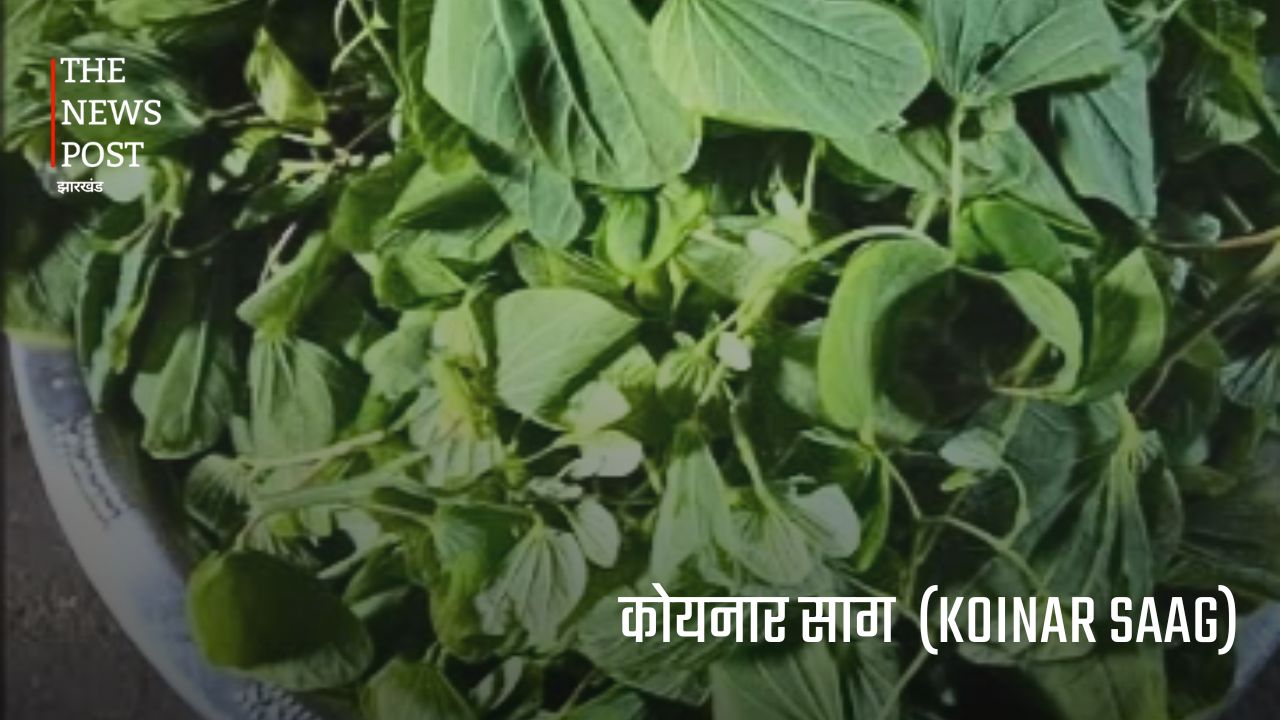 झारखंड की जंगली सब्जियां : जिनकी कीमत मौसम और उपलब्धता के अनुसार सैकड़ों से लेकर हजारों रुपये प्रति किलो तक पहुंच जाती है. - Photo 4