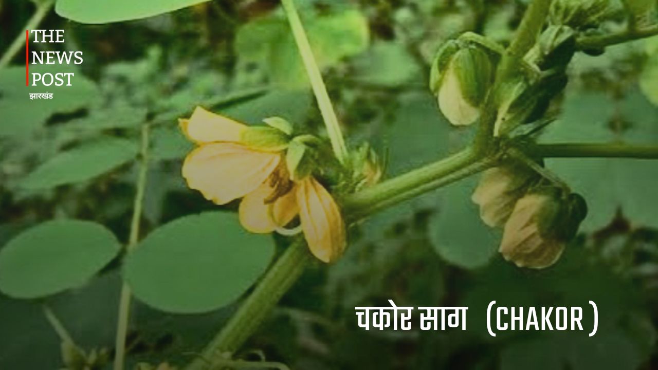 झारखंड की जंगली सब्जियां : जिनकी कीमत मौसम और उपलब्धता के अनुसार सैकड़ों से लेकर हजारों रुपये प्रति किलो तक पहुंच जाती है. - Photo 5