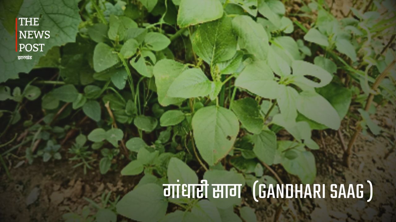 झारखंड की जंगली सब्जियां : जिनकी कीमत मौसम और उपलब्धता के अनुसार सैकड़ों से लेकर हजारों रुपये प्रति किलो तक पहुंच जाती है. - Photo 6