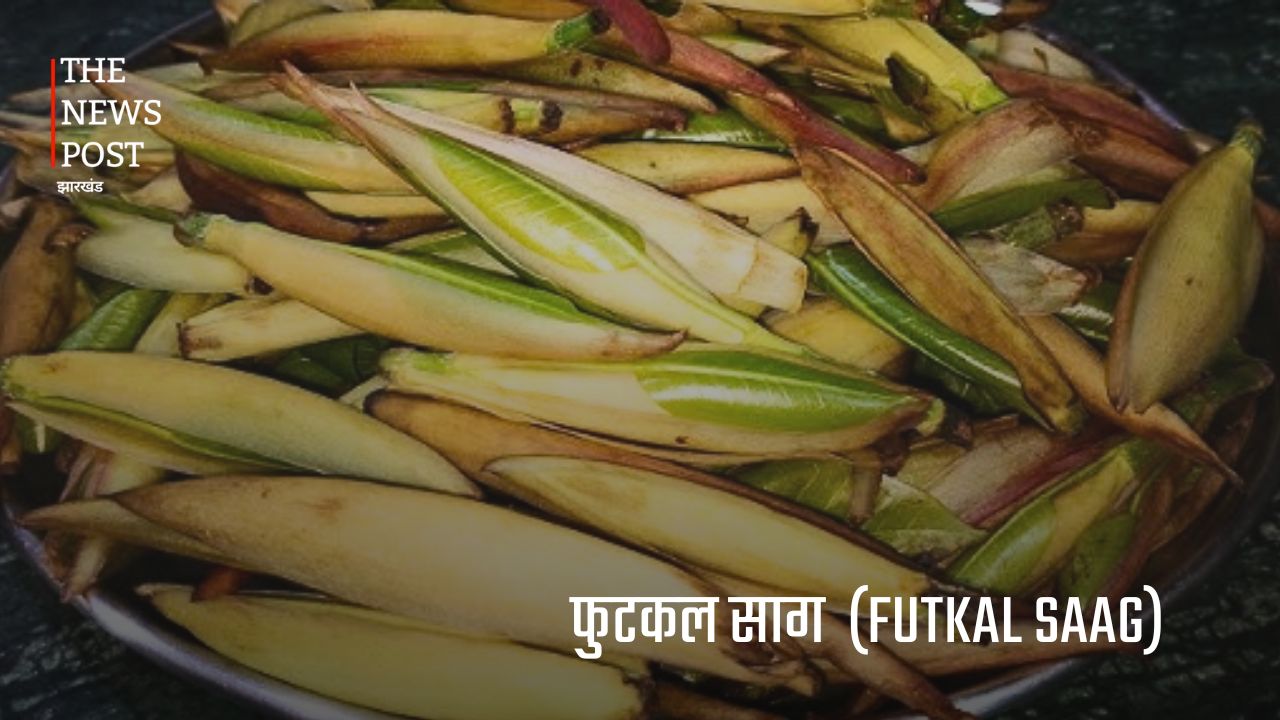 झारखंड की जंगली सब्जियां : जिनकी कीमत मौसम और उपलब्धता के अनुसार सैकड़ों से लेकर हजारों रुपये प्रति किलो तक पहुंच जाती है. - Photo 7