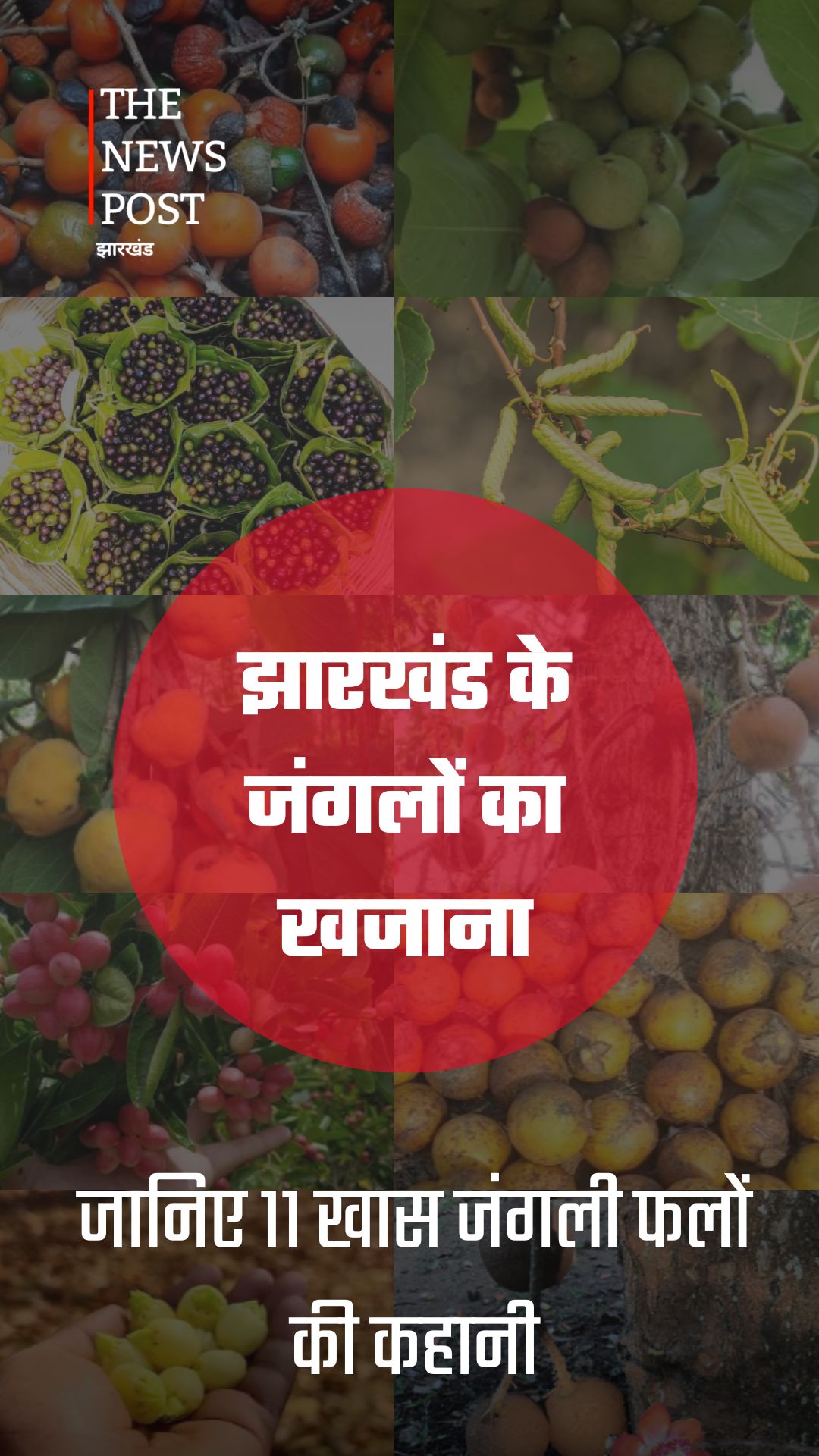 झारखंड के जंगलों का खजाना: जानिए 11 खास जंगली फलों की कहानी