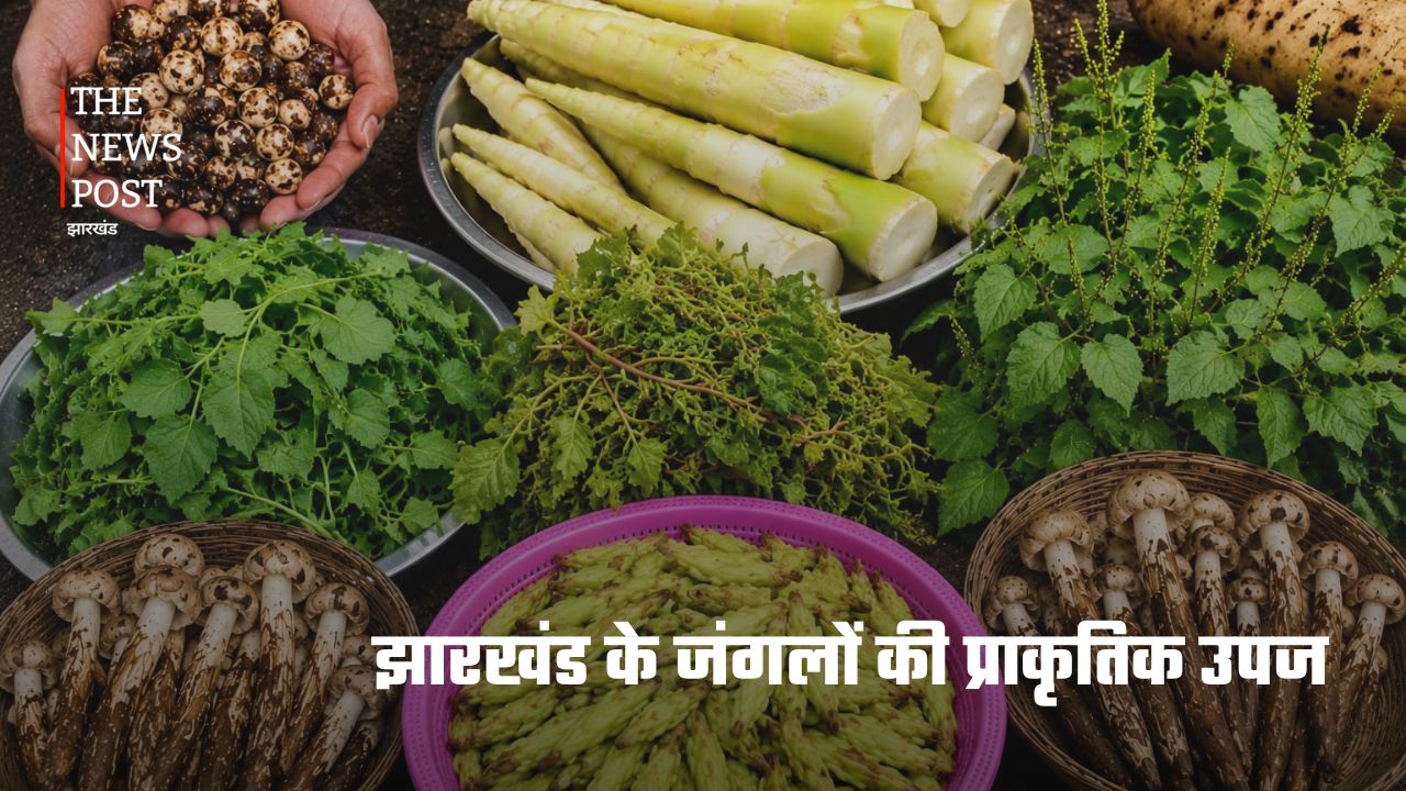 झारखंड की जंगली सब्जियां : जिनकी कीमत मौसम और उपलब्धता के अनुसार सैकड़ों से लेकर हजारों रुपये प्रति किलो तक पहुंच जाती है.