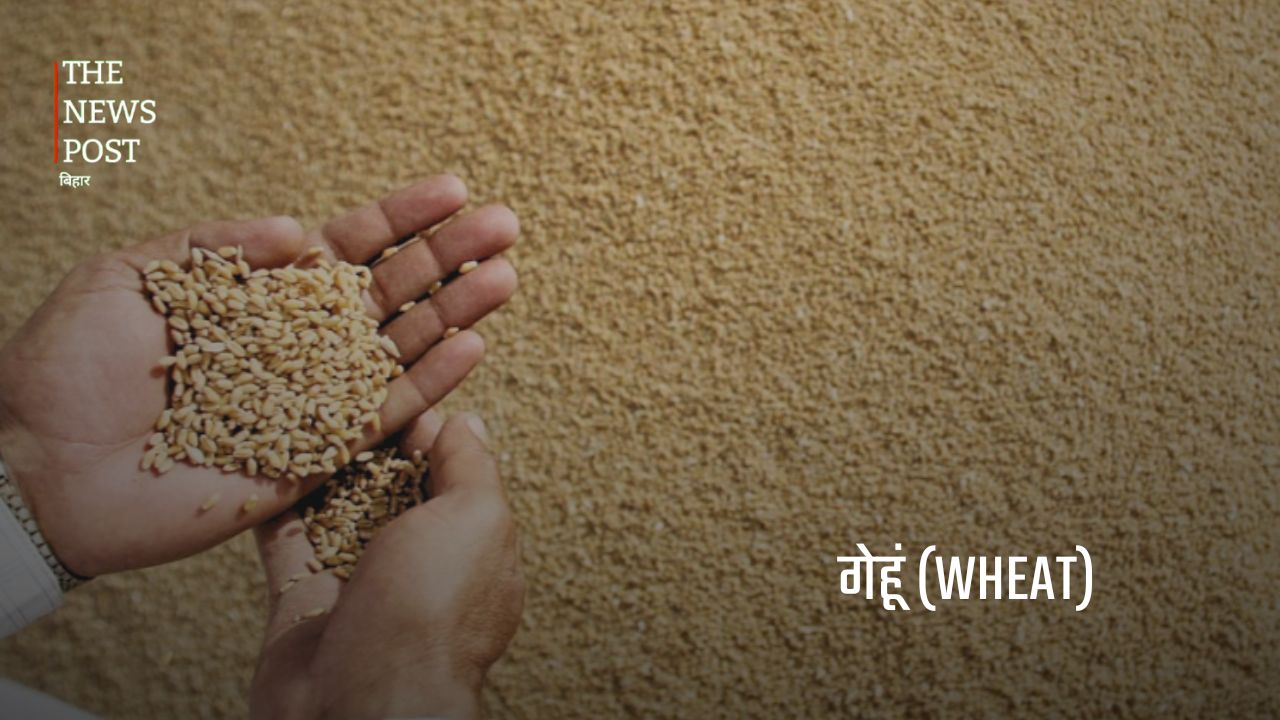बिहार की अर्थव्यवस्था को मजबूत बनाने वाली प्रमुख कृषि फसलें - Photo 2