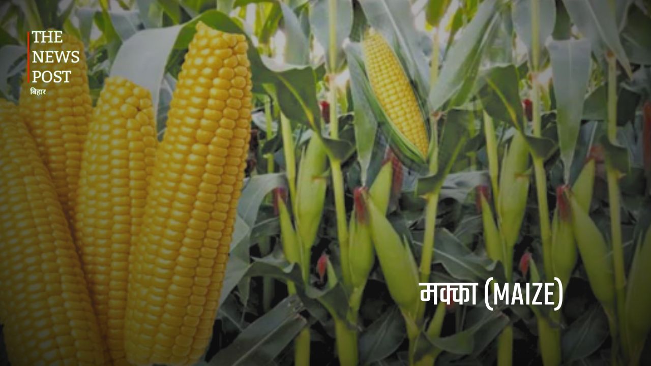 बिहार की अर्थव्यवस्था को मजबूत बनाने वाली प्रमुख कृषि फसलें - Photo 3