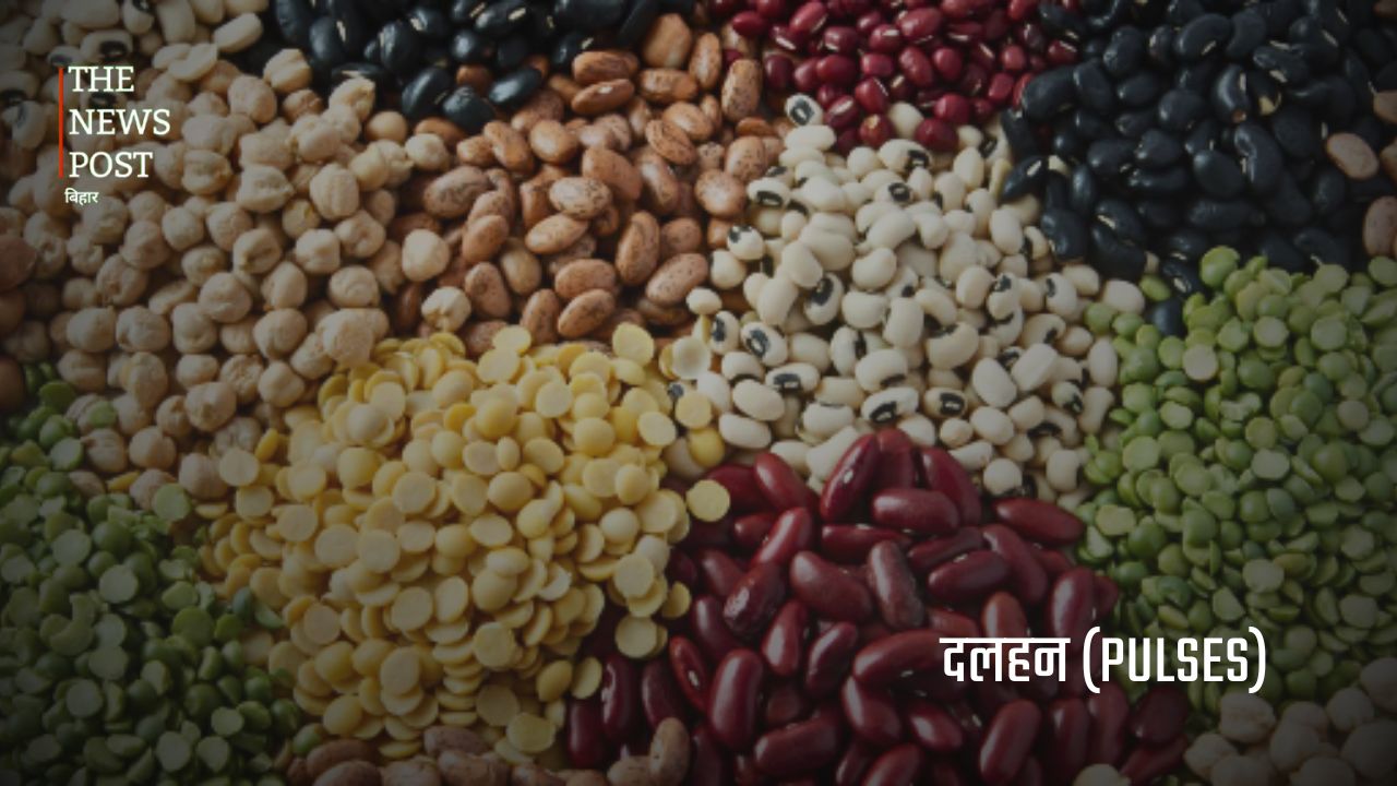बिहार की अर्थव्यवस्था को मजबूत बनाने वाली प्रमुख कृषि फसलें - Photo 7